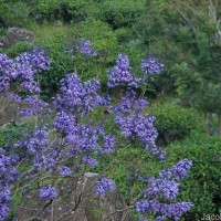 Jacaranda mimosifolia D.Don